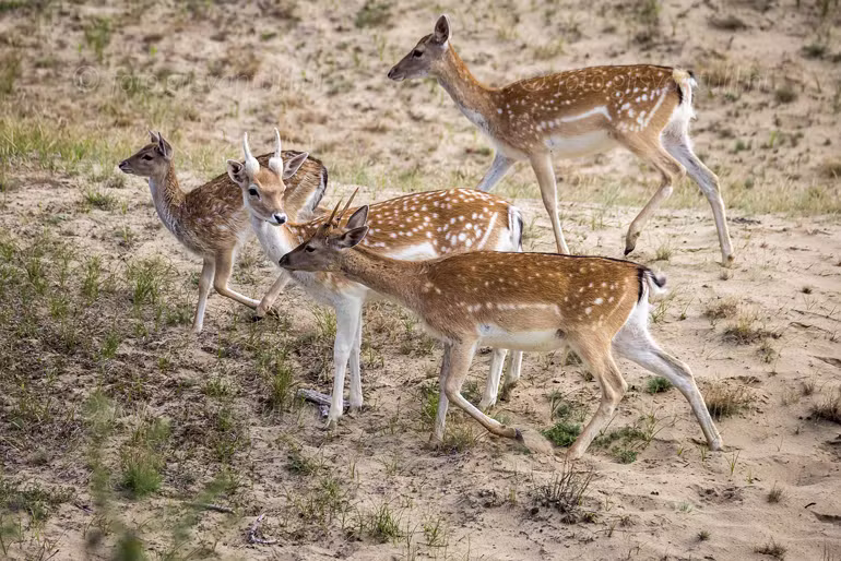 2021_08_13 Amsterdamse waterleidingduinen